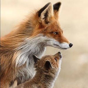 Meet your Posher, Terasa